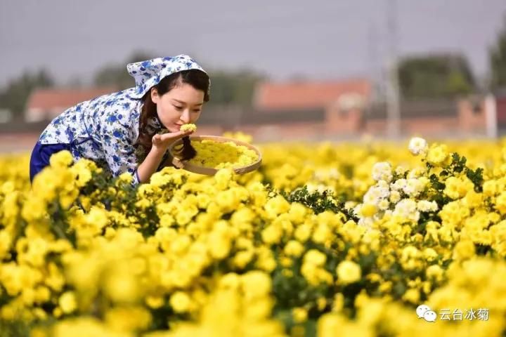 云臺冰菊基地發(fā)生了什么？一批批領(lǐng)導(dǎo)專家團隊前來！