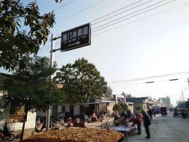 如何找到云臺(tái)冰菊？怎樣找到云臺(tái)冰菊？